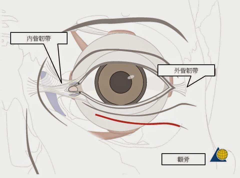 陳怡傑醫師｜從顴骨骨折的治療觀點談顴骨削骨手術